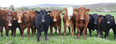 Bloomingtonlivestock