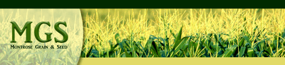 Montrosegrain