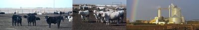 Schrammfeedlot